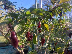 Maroon Voltron (T-E)(Pepper Seeds)