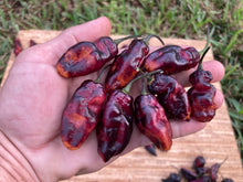 Load image into Gallery viewer, Pandora’s Box Pimenta Jolokia/PJ Mix (Pepper Seeds)