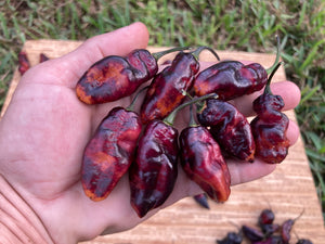 Pandora’s Box Pimenta Jolokia/PJ Mix (Pepper Seeds)