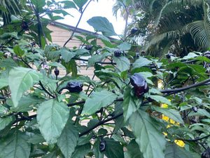 PurpleGum Black Cream (Pepper Seeds)