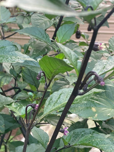 PurpleGum Black Cream (Pepper Seeds)