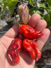 Load image into Gallery viewer, Purple BhutWrecker (Pepper Seeds)