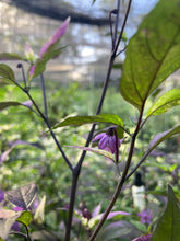 Load image into Gallery viewer, Red Trixster XD (Pepper Seeds)