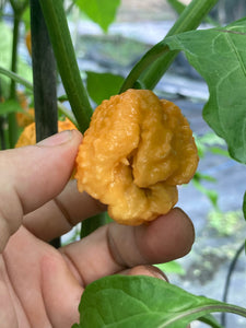 Fujiwhara (Pepper Seeds)