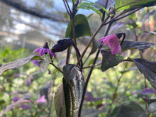 Load image into Gallery viewer, Red Trixster XD (Pepper Seeds)