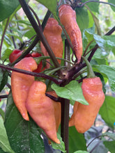Load image into Gallery viewer, Pink Wendigo (T-E) (Pepper Seeds)