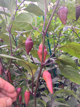 Load image into Gallery viewer, Pink Chupacabra (T-E) (Pepper Seeds)