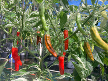 Load image into Gallery viewer, Tiger Thunder (Pepper Seeds)