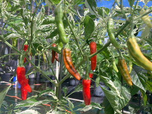 Tiger Thunder (Pepper Seeds)