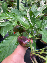 Load image into Gallery viewer, Thunder Nugs (Pepper Seeds)