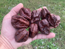 Load image into Gallery viewer, 7 Pot Douglah Chocolate (Pepper Seeds)