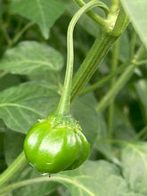 Load image into Gallery viewer, Pi 49793 Sao Paulo (Pepper Seeds)