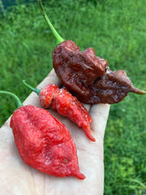 Load image into Gallery viewer, Red Ghost Scorpion T-E (Limited)(Pepper Seeds)