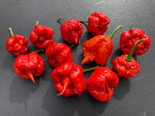 Load image into Gallery viewer, 7 Pot Brainstrain Red (Pepper Seeds)