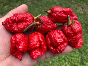 MedullaGum (Pepper Seeds)