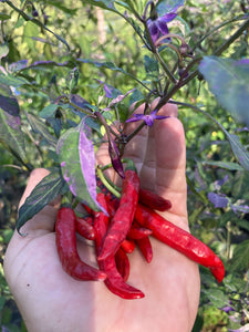 Corvinas (T-E) (Pepper Seeds)