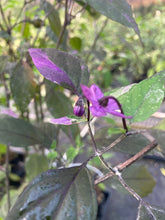 Load image into Gallery viewer, Red Trixster XD (Pepper Seeds)