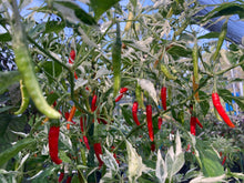 Load image into Gallery viewer, Intergalactic Red (T-E) (Pepper Seeds)