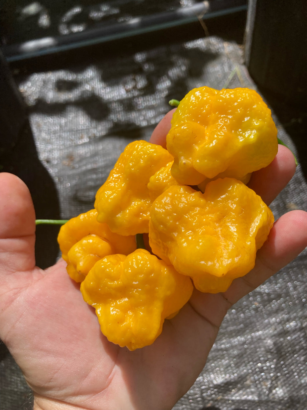 Kokomo Bonnet (Pepper Seeds)