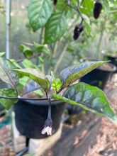 Load image into Gallery viewer, Dark BBG Horizon (Pepper Seeds)