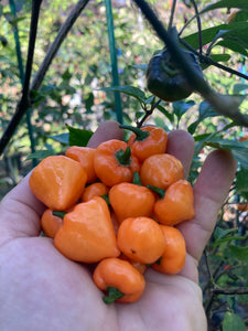 Chuparita (Mix)(T-E) (Pepper Seeds)