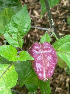 Purple Uprising Yellow (Pepper Seeds)