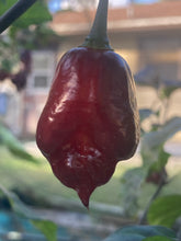 Load image into Gallery viewer, Maroon Voltron (T-E)(Pepper Seeds)