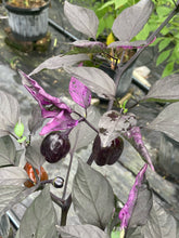 Load image into Gallery viewer, Bryan’s Emperor Blood (Pepper Seeds)