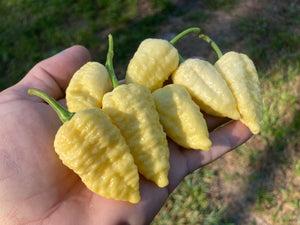 Falkor (T-E)(Pepper Seeds)