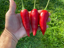 Load image into Gallery viewer, Aji Escabeche Pi260580 (Pepper Seeds)