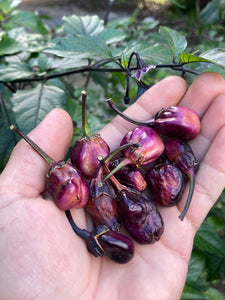 PurpleGum Black Cream (Pepper Seeds)