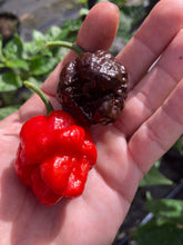 Load image into Gallery viewer, SBJ7 Chocolate (Pepper Seeds)