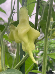 Soul Squeeze (Pepper Seeds)