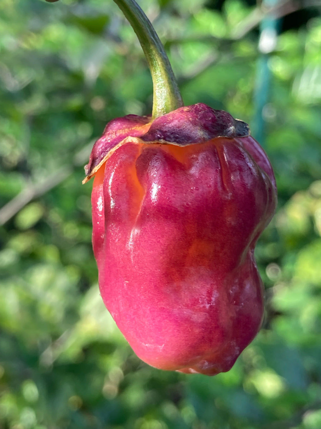 magenta plant seed PurpleGum Magenta (Pepper Seeds) – Towns-End Chili & Spice