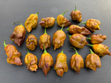 Load image into Gallery viewer, Golden Haze Horizon (Pepper Seeds)