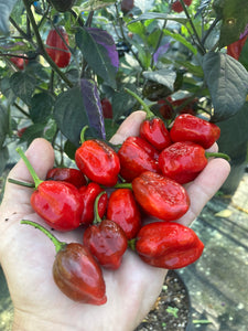 Bryan’s Vulcan Blood (Pepper Seeds)