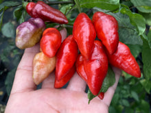 Load image into Gallery viewer, Red Wendigo (T-E) (Pepper Seeds)