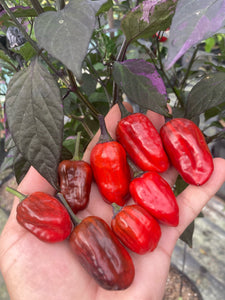 Bryan’s Vulcan Blood (Pepper Seeds)