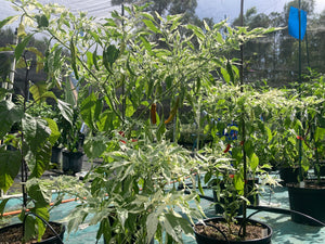 Tiger Thunder (Pepper Seeds)