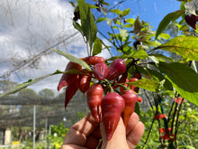 Load image into Gallery viewer, Pink Wendigo (T-E) (Pepper Seeds)