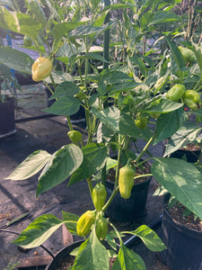 Puriraheim (T-E) (Pepper Seeds)