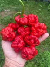 Load image into Gallery viewer, Scotch Bonnet (Red Foodorama) (Pepper Seeds)