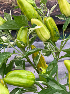 Orange Fish (Pepper Seeds)