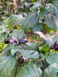 PurpleGum Black Cream (Pepper Seeds)