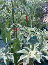 Load image into Gallery viewer, Tiger Thunder (Pepper Seeds)