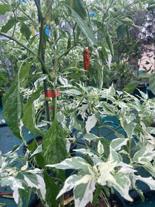 Tiger Thunder (Pepper Seeds)