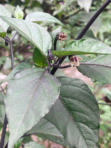 PurpleGum Black Cream (Pepper Seeds)