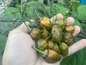 MonsterGum Leopard (Mustard)(Pepper Seeds)