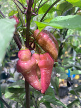 Load image into Gallery viewer, Pink Wendigo (T-E) (Pepper Seeds)