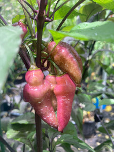 Pink Wendigo (T-E) (Pepper Seeds)